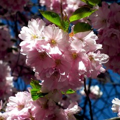 sakura blossoming in centra park in Stockholm