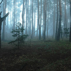 Ранковим лісом