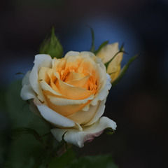 Солнечная роза.
