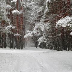 Снегопад в сосновом лесу на Рождество