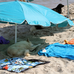 Dog's Beach