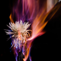 Fire flower 1
