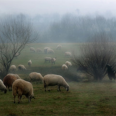 Вівці мої вівці...
