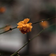 Цветок Декабря