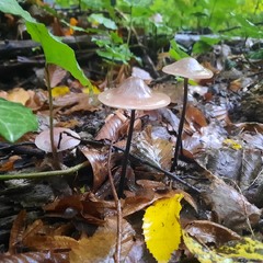 Ще раз про гриби