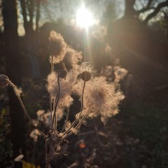 Осіннє сонце