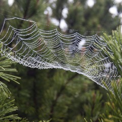 Павук - митець