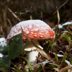 Перший сніг