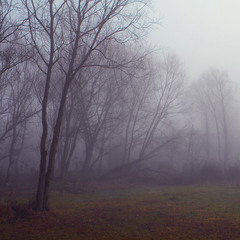 Сиреневый туман