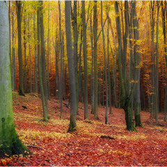 Осенний лес...