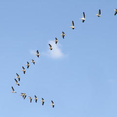 Косяк пеликанов