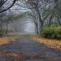 Осенний парк в тумане