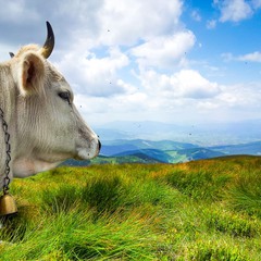 Коровка с вершины Говерлы