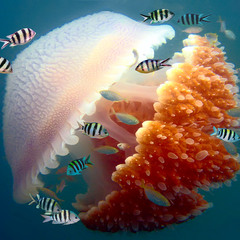 Мозаичная медуза