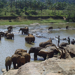 Слоновий питомник в Шри-Ланке