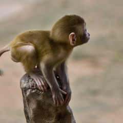 маленькє мавпенятко