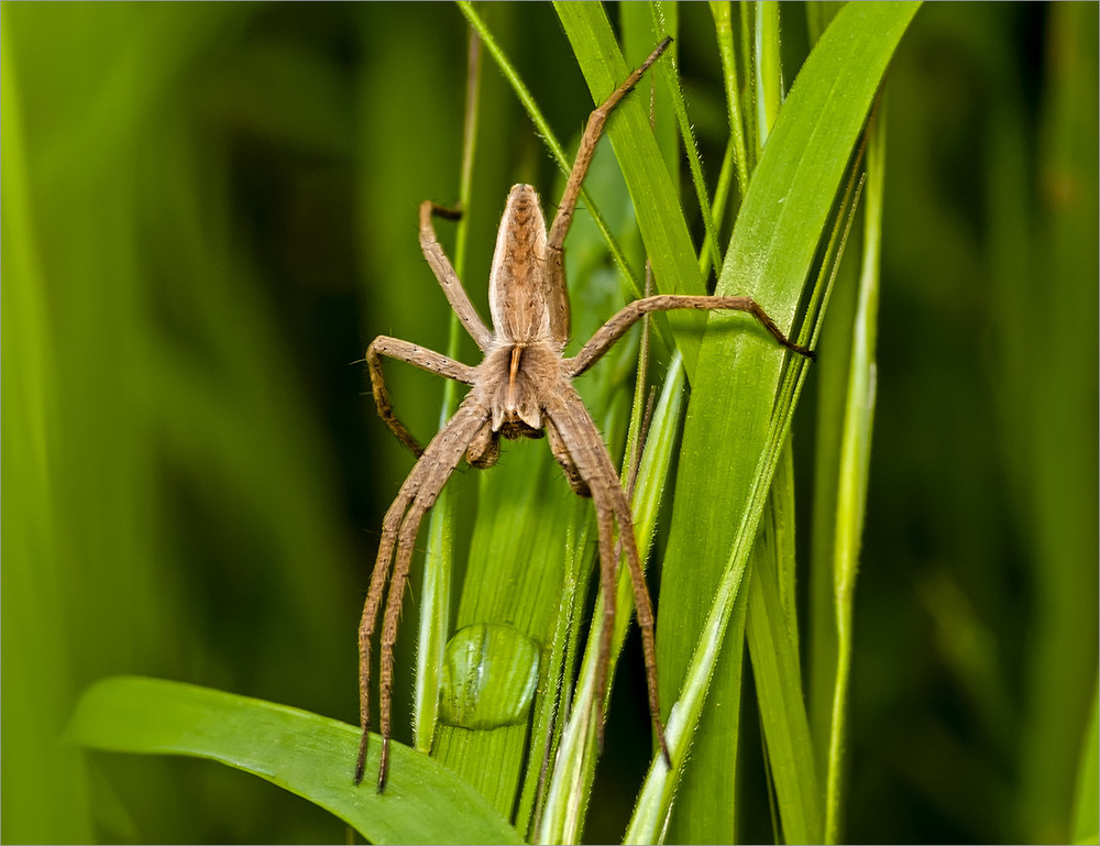 Thermosbaena Mirabilis