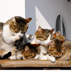Кошачья семейка