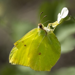 Лимонница (Gonepteryx rhamni)