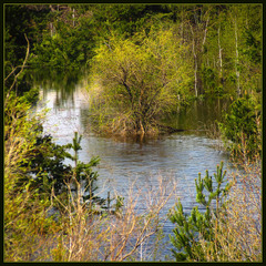 Вербна неділя...