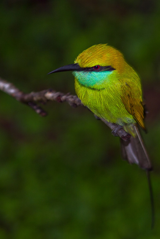птица на з. птица на з. робин -зарянка птица. птицы живущие возле воды. зарянка малиновка горихвостка.