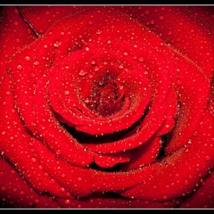 Rose and dew