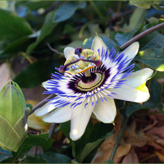 Passiflora caerulea