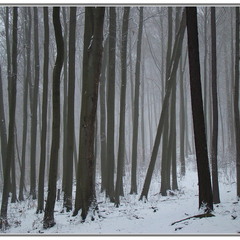В зимнем лесу...