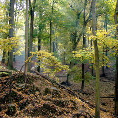 В осеннем лесу. Октябрь.
