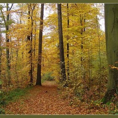 Кроет уж лист золотой влажную землю в лесу...