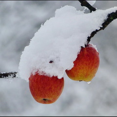 Яблоки в снегу...