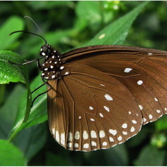 Бабочка - красавица с острова Тенерифе...