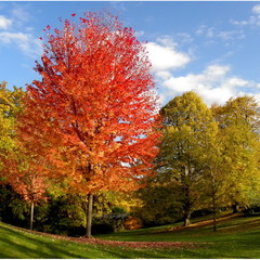 Осень - разноцветная пора