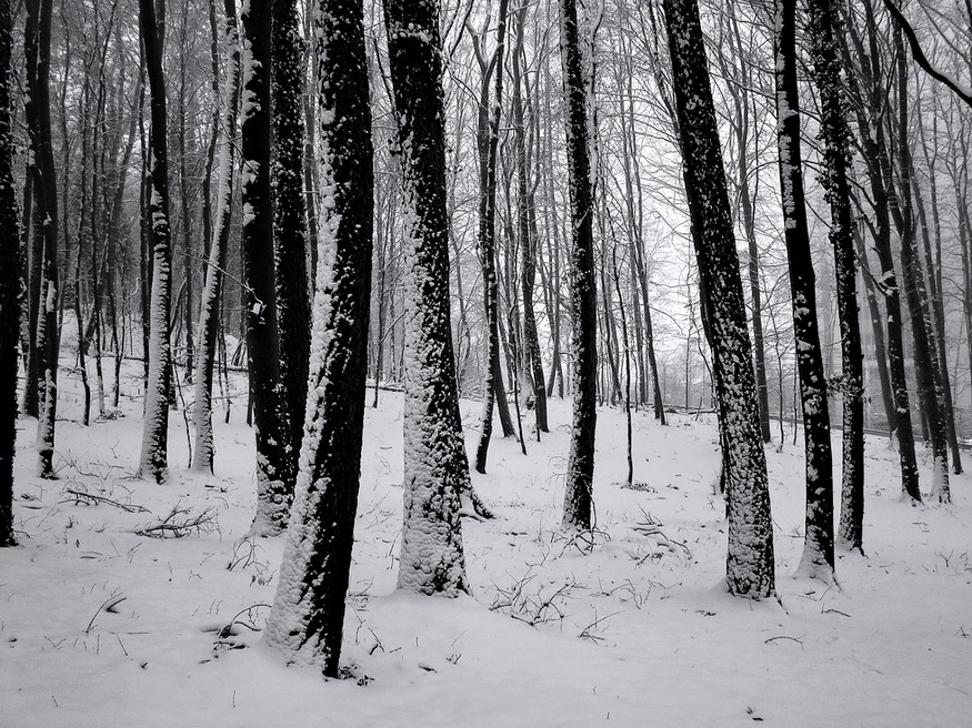 Вьюжными ночами когда лесные гиганты. Немировский фотограф.