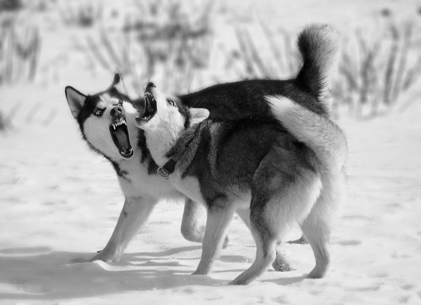 Две хаски видео. Хаски играется. Хаски играет. Husky playing. Как играются хаски.