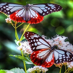 Бабочкина любовь