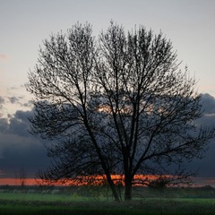 Ночное дерево