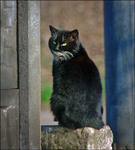 Березневий кіт