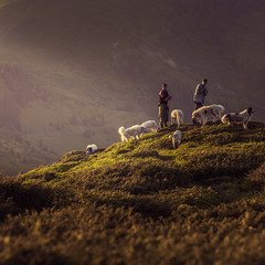 Вівчарки