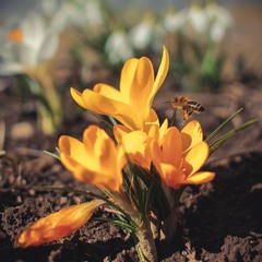 Прийшла весна і у мій город