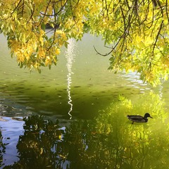Гра кольорів на озері з качками та рибою