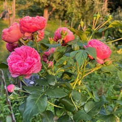 Літні троянди