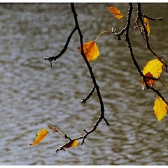 Відлетіла осінь золотим листом...