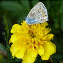 Відлетіло літо немов блакитний метелик...