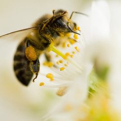 Пчела, как то раз весной...