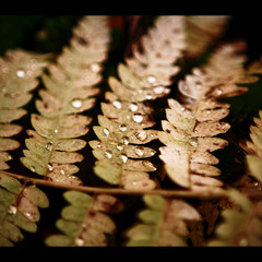 Drops on leaves