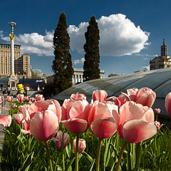 Київські тюльпани