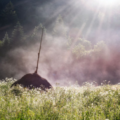 Торічне сіно...