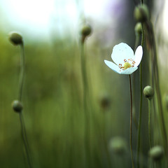 Only white flower