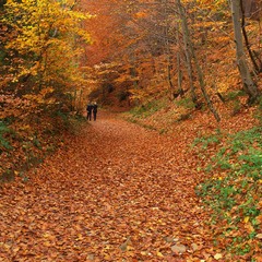 дорога вкрита листям